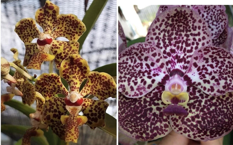 NEW HYBRID   V Kulwandee Fragrance X V lombokasis  Fragrant Orchids Seedling Orchids