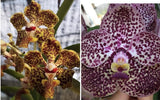 NEW HYBRID   V Kulwandee Fragrance X V lombokasis  Fragrant Orchids Seedling Orchids