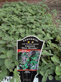 50 Catmint  Blue Wander Live Flower Perennial Plants Plugs Flowering Plants