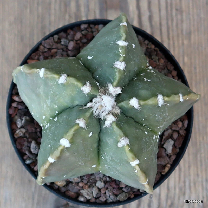 Green star cactus with white fuzzy spots, potted in black with gravel