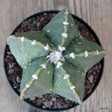 A6444 ASTROPHYTUM MYRIOSTIGMA NUDUM pot10-H7-W10 cm MaMa Cactus Green Plant