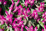 100 FLAMINGO FEATHER Wheat CELOSIA Spicata Pink & White Flower Seeds Flowering Plants