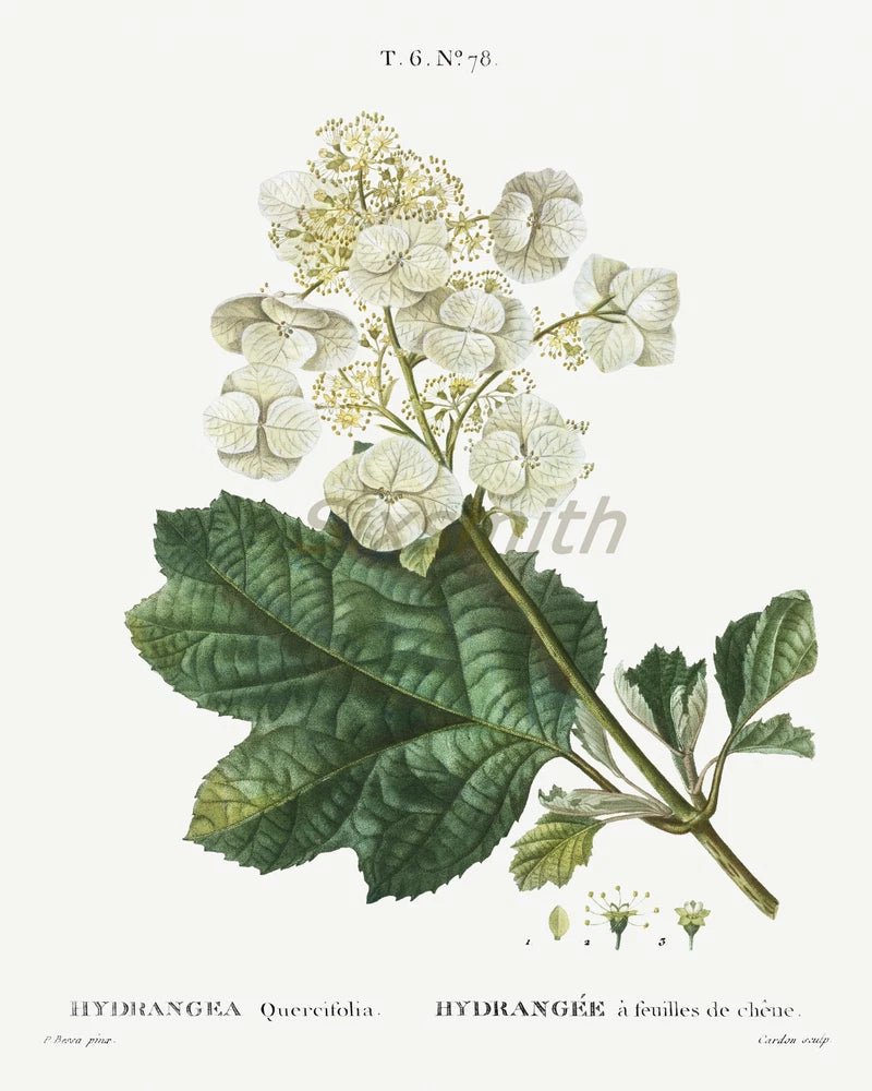 White Hydrangea Vintage Botanical Drawing High Res Giclee 8x10 Print Hydrangea