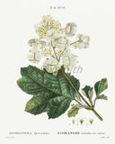 White Hydrangea Vintage Botanical Drawing High Res Giclee 8x10 Print Hydrangea