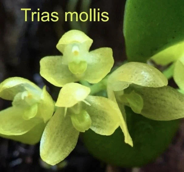 Trias mollis Bloom size mounted Orchids