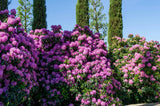 50 Rosebay RHODODENDRON Maximum White Pink Laurel Bush Shrub Flower Seeds Flowering Plants