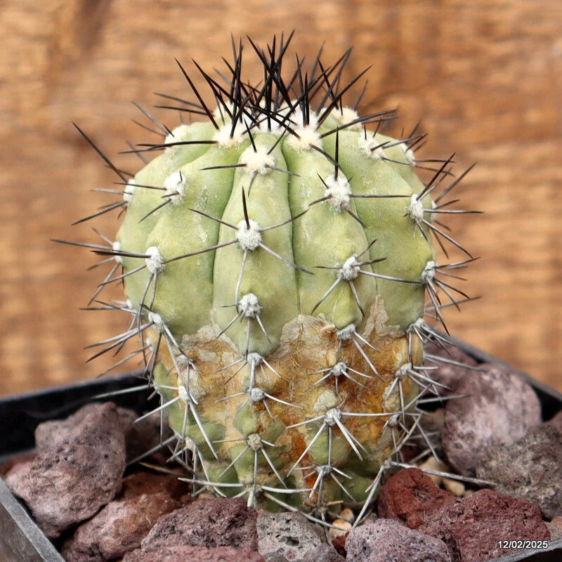 D3729 COPIAPOA PSEUDOCOQUIMBANA pot10-H9-W6 cm MaMa cactus Green Plant