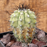 D3729 COPIAPOA PSEUDOCOQUIMBANA pot10-H9-W6 cm MaMa cactus Green Plant