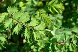 500 SALAD BURNET Sanguisorba Minor Edible Greens Vegetable Herb Flower Seeds Flowering Plants