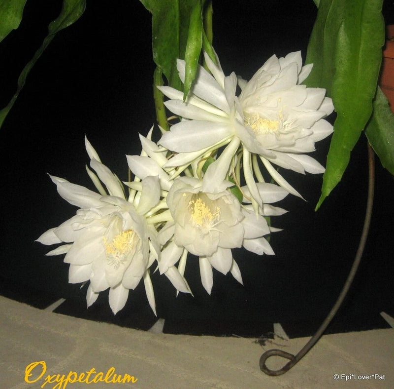 White orchid cactus blooms with yellow centers on green stems