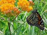 3 Butterfly Weed Plant Asclepias Tuberosa Milkweed Bare root Wildflower Garden Plants