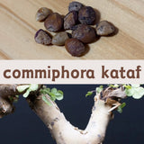 commiphora kataf seeds5/10PCS Green Plant