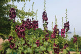 25 BURGUNDY RED HOLLYHOCK Alcea Rosea Flower Seeds Perennial *Flat S/H Flowering Plants