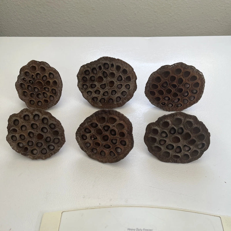 Set of 6 large dried lotus flower seed pods, dark brown, oval shape