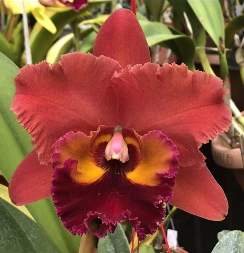 Cattleya orchid with red petals and yellow-purple ruffled lip, central bloom