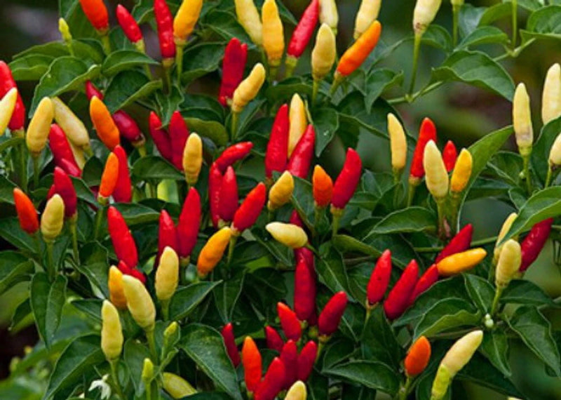 25 TABASCO HOT PEPPER SEEDS FRESH FOR GARDENS Garden Plants