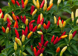 25 TABASCO HOT PEPPER SEEDS FRESH FOR GARDENS Garden Plants