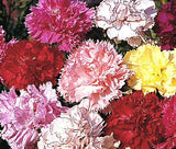 CARNATION CHABAUD PICOTEE MIXED COLORS Dianthus Caryophyllus - 20 Seeds Carnation