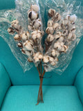 70 Stem - Cotton Stems Natural Dried Flower Dried Flower