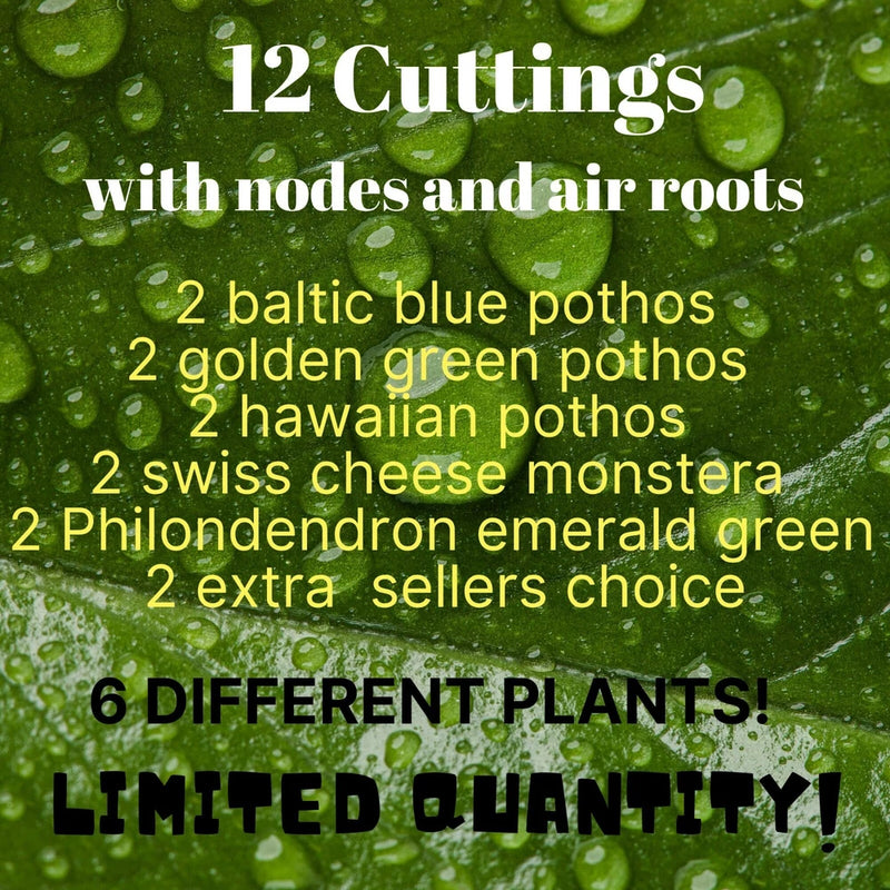 Green pothos leaf cuttings with nodes and air roots, Baltic blue and golden green