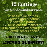 12 Leaf Cuttings with nodes/air roots baltic blue & golden green pothos hawaiian Green Plant