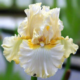 Blue Buddha Farm: Diamond Broker Tall Bearded Iris Rhizome | Cream, Lemon & Flowering Plants