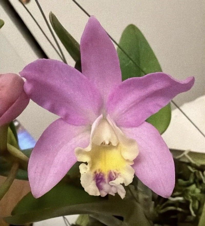 Purple orchid flower with white-yellow center and green leaves