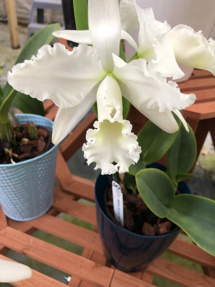 (387-1) C.White Receptioni  NN      FS  fragrant Orchids