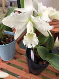 (387-1) C.White Receptioni  NN      FS  fragrant Orchids