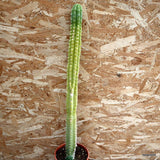 D1805 CEREUS PASACANA pot17-H72-W6 cm MaMa Cactus Green Plant