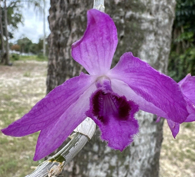 Anosmum orchid flower with five purple petals and fuzzy dark center