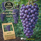 55 Royal Purple Grape Seeds Heirloom Fruit Vine Sweet Garden Easy Grow Garden Plants
