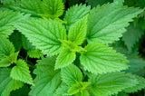 200 STINGING NETTLE Urtica Dioica (aka Common, California, or Bull Nettle / Trea Flowering Plants