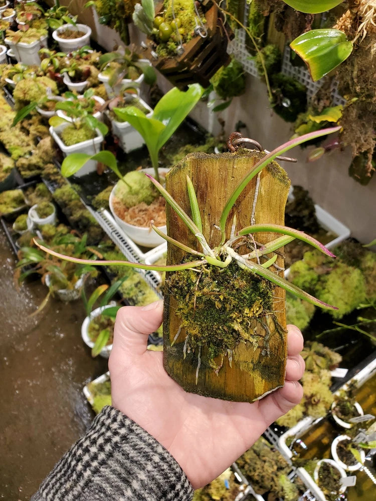 Mounted orchid plant on small wood block with moss and green leaves, roots visible