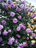 20 SEEDS for Violet RARE CLIMBER climbing Rose flower exotic plant USA Seller Flowering Plants