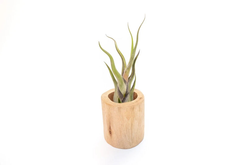 Driftwood Container with Custom Air Plant - Wholesale Bulk -Easy Care Tillandsia Green Plant