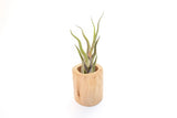 Driftwood Container with Custom Air Plant - Wholesale Bulk -Easy Care Tillandsia Green Plant
