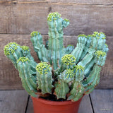 D677 EUPHORBIA FRUTICOSA INERMIS pot17-H24-W32 cm MaMa Cactus Green Plant
