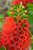 Greyia Sutherlandii, rare Natal bottlebrush Tree tropical plant seed 10 seeds Orchids