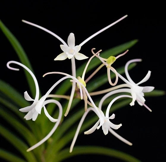 Samurai orchid with white star-like flowers and green strap leaves