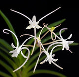 Neofinetia (Vanda) falcata 'Manjushage' ____ Ñ Cork Mounted Samurai Orchid Orchids