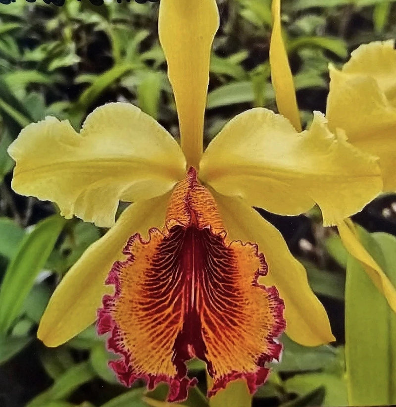 Yellow orchid flower with red ruffled center