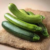 2 Green Zucchini Plants in 4" Pot, Vegetable GARDEN planting NON-GMO Garden Plants