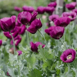5,000+ Heirloom Organic Lauren's Grape Papavaer Somniferum Poppy Seeds. Non-GMO Flowering Plants