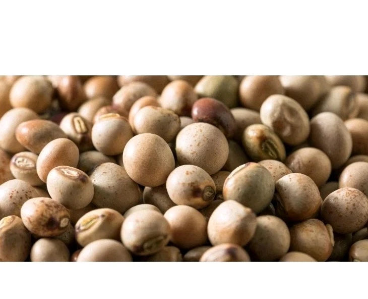*RARE* Pigeon Pea Seeds, USA Grown, Gandules, Organic,50+ Heirloom Seeds,NON-GMO Flowering Plants