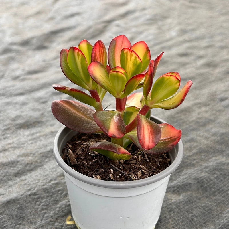 4'' Echeveria Colorful Butterfly, Live Cactus Plants,Rare Plants Flowering Plants