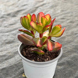 4'' Echeveria Colorful Butterfly, Live Cactus Plants,Rare Plants Flowering Plants