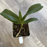 Orchid live Rhynchostalys gigantea "Red Spots" - potted Orchids