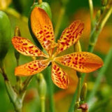 Blackberry Lily (Belamcanda chinensis) 25 Seeds Lily