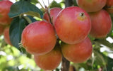 25+ Rosehip Crabapple Seeds for Garden Planting - USA - FREE SHIPPING! Garden Plants